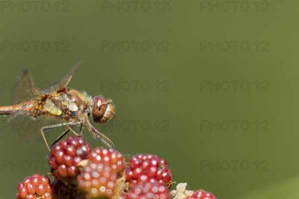 Common darter dragonfly (Sympetrum striolatum) adult insect resting on a blackberry fruit in summer, England, United Kingdom