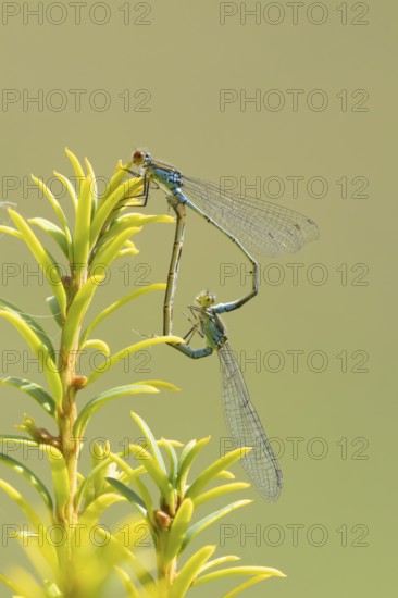Red eyed damselfly (Erythromma najas) two adult insects mating on a Yew tree leaf in the summer, England, United Kingdom