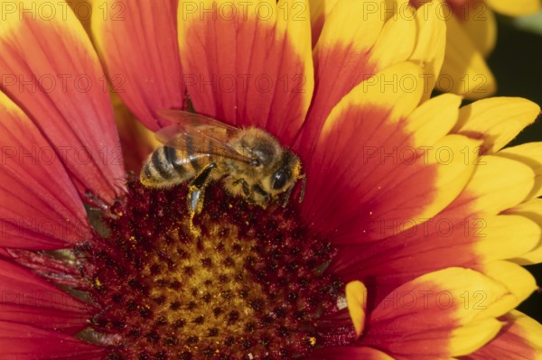 Honey bee (Apis mellifera) adult insect feeding on a garden Gaillardia flower in the summer, England, United Kingdom