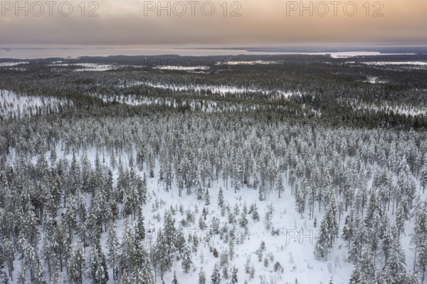 Aerial view over snow covered spruce trees on the taiga at sunset in winter, Riisitunturi National Park, Finnish Lapland, Posio, Koillismaa, Finland