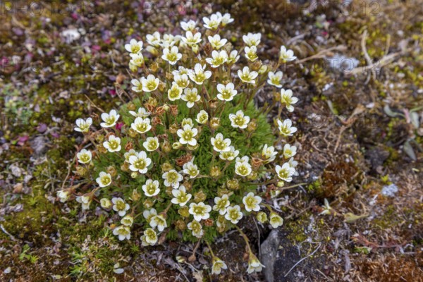 Tufted alpine saxifrage, tufted saxifrage (Saxifraga cespitosa, Saxifraga caespitosa) in flower on the Arctic tundra, Svalbard, Spitsbergen, Norway