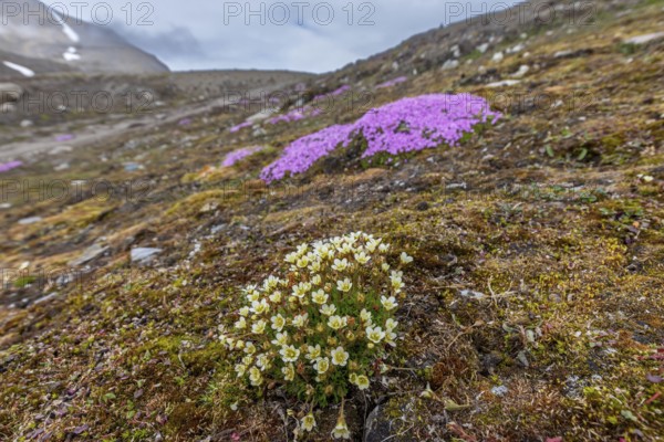 Tufted alpine saxifrage, tufted saxifrage (Saxifraga cespitosa) and moss campion in flower on the Arctic tundra, Svalbard, Spitsbergen, Norway