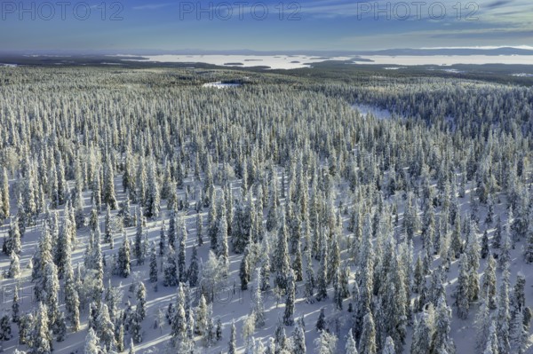 Aerial view over snow covered spruce trees on the taiga in winter, Riisitunturi National Park, Finnish Lapland, Posio, Koillismaa, Finland