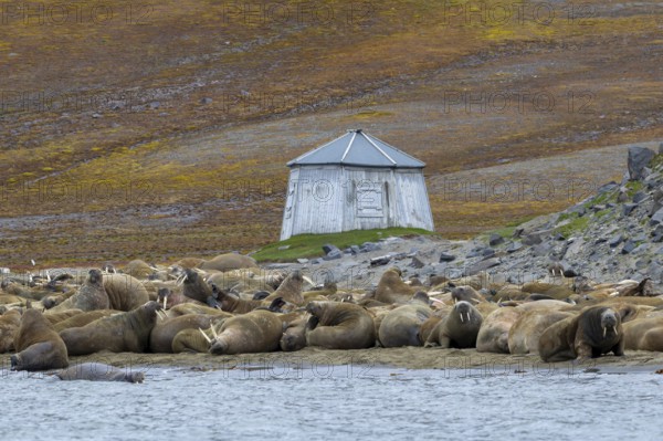 Atlantic walruses (Odobenus rosmarus) colony resting at terrestrial haulout, haul-out on beach along the coast of Svalbard, Spitsbergen in summer