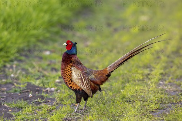 Common pheasant (Phasianus colchicus) adult male, cock in field during the breeding season in spring
