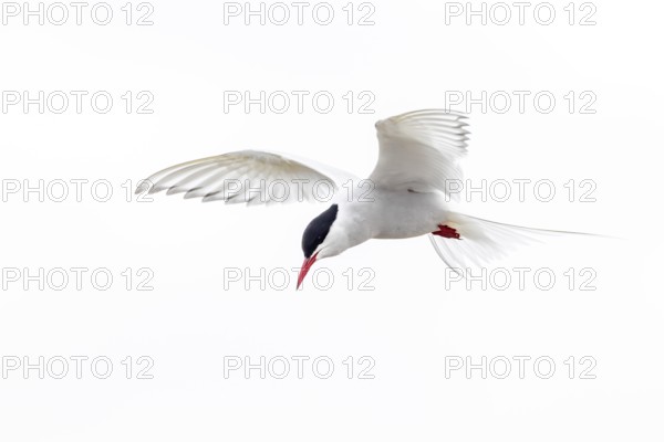 Arctic tern (Sterna paradisaea) in flight against white sky in summer