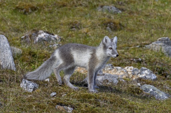 Arctic fox, polar fox (Vulpes lagopus) in summer coat foraging on the tundra, Svalbard, Spitsbergen, Norway