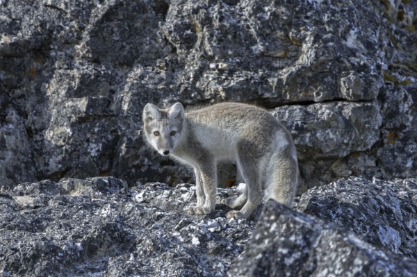 Arctic fox, polar fox (Vulpes lagopus) in summer coat foraging along rock face showing camouflage colours, Svalbard, Spitsbergen, Norway