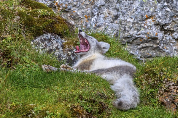 Arctic fox, polar fox (Vulpes lagopus) in summer coat resting on the tundra and showing teeth while yawning, Svalbard, Spitsbergen, Norway