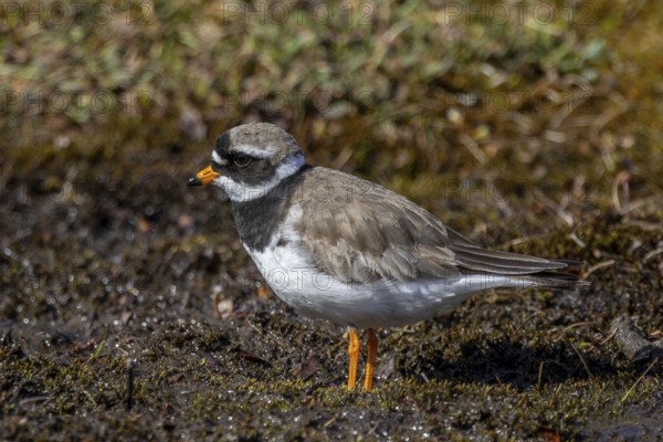 Common ringed plover (Charadrius hiaticula psammodromus) adult in breeding plumage foraging in wetland in spring, Svalbard, Spitsbergen, Norway
