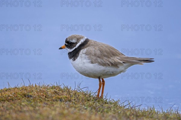 Common ringed plover (Charadrius hiaticula psammodromus) adult in breeding plumage foraging in wetland in summer, Svalbard, Spitsbergen, Norway