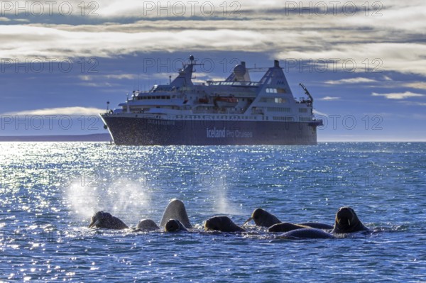 Walruses (Odobenus rosmarus) swimming in front of cruise ship Ocean Diamond from Iceland Pro Cruises along the Svalbard coast in summer, Spitsbergen