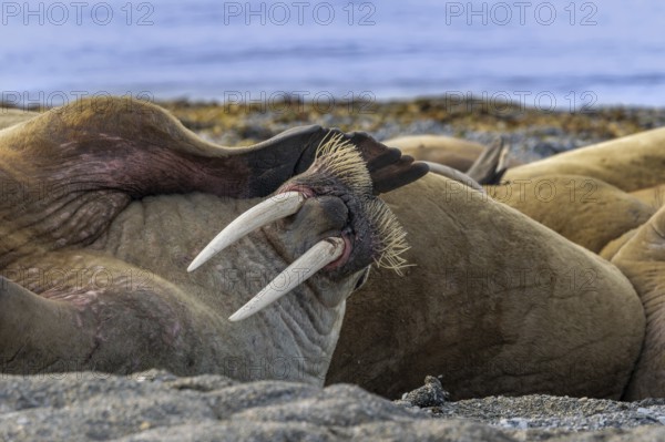 Atlantic walrus (Odobenus rosmarus) bulls, males resting at haulout, haul-out on beach along the coast of Svalbard, Spitsbergen in summer