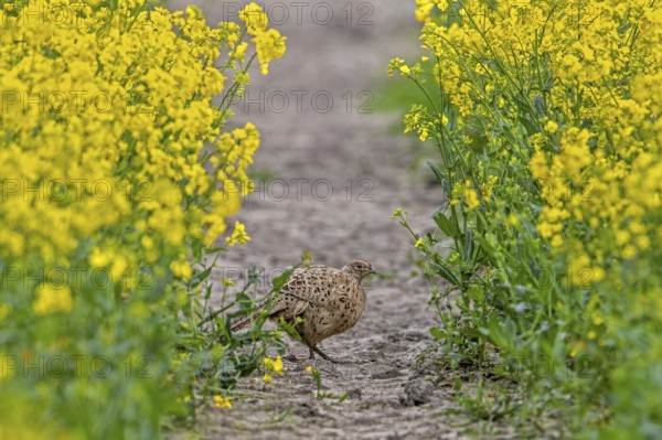 Common pheasant (Phasianus colchicus) female, hen foraging in rape field showing camouflage colours in spring
