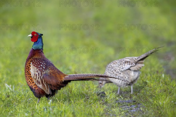 Common pheasant (Phasianus colchicus) adult male, cock and female, hen foraging in field during the breeding season in spring