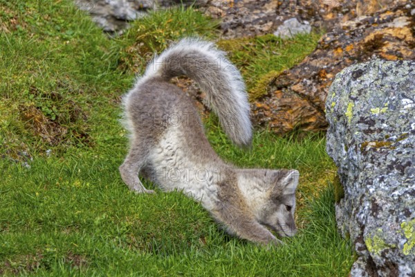 Arctic fox, polar fox (Vulpes lagopus) in summer coat stretching limbs on the tundra showing camouflage colours, Svalbard, Spitsbergen, Norway