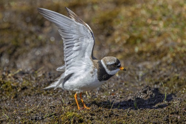 Common ringed plover (Charadrius hiaticula psammodromus) adult in breeding plumage stretching wings in spring, Svalbard, Spitsbergen, Norway