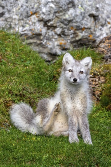 Arctic fox, polar fox (Vulpes lagopus) in summer coat sitting in front of rock on tundra showing camouflage colours, Svalbard, Spitsbergen, Norway