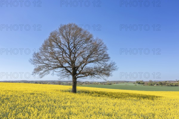 Aerial view over solitary common oak, pedunculate oak, English oak (Quercus robur) tree with bare branches in yellow flowering rape field in spring