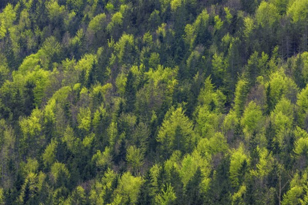 Aerial view over conifers and European beeches, common beech trees (Fagus sylvatica) showing canopy with new fresh leaves in mixed forest in spring