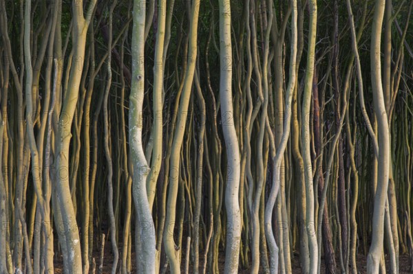 Beech trees with twisted trunks at DarÃŸ, Darss west coast, Fischland-DarÃŸ-Zingst, Western Pomerania Lagoon Area NP, Mecklenburg-Vorpommern, Germany