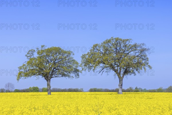 Two common oaks, pedunculate oak, English oak (Quercus robur) trees with new fresh leaves in yellow flowering rape field in spring