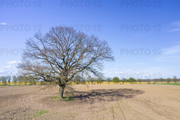Solitary common oak, pedunculate oak, English oak (Quercus robur) tree with bare branches in farmland, field in early spring