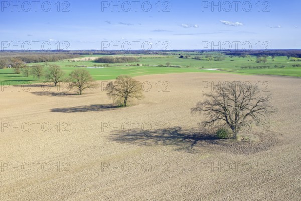 Aerial view over row of common oaks, pedunculate oak, English oak (Quercus robur) trees with bare branches in farmland, field in spring