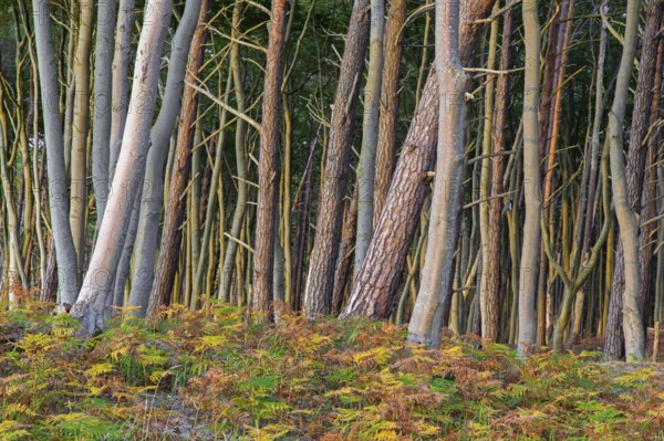 Beech trees and bracken in autumn at DarÃŸ, Darss west coast, Fischland-DarÃŸ-Zingst, Western Pomerania Lagoon Area NP, Mecklenburg-Vorpommern, Germany