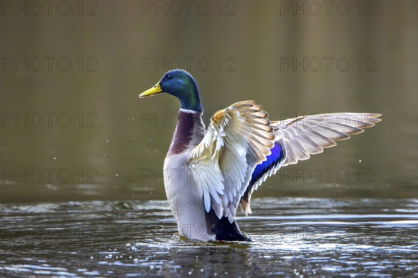 Mallard, wild duck (Anas platyrhynchos) adult male, drake flapping wings while swimming in pond in late winter, early spring