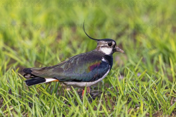 Northern lapwing (Vanellus vanellus) adult male in summer plumage foraging in field, grassland in spring