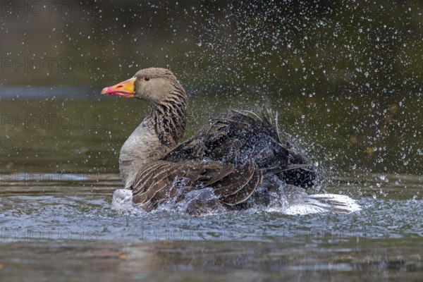 Greylag goose, graylag goose (Anser anser) bathing by splashing water with wings in pond in spring