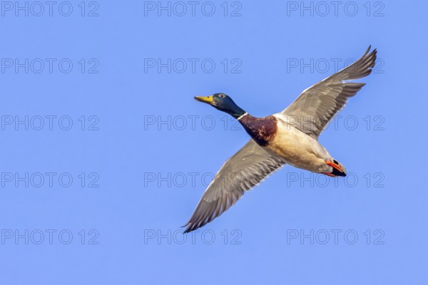 Mallard, wild duck (Anas platyrhynchos) adult male, drake in flight against blue sky in spring