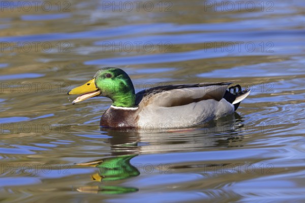 Mallard, wild duck (Anas platyrhynchos) adult male, drake calling while swimming in pond in spring