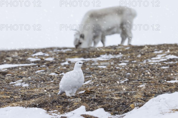 Rock ptarmigan (Lagopus muta) female, hen in white winter plumage and Svalbard reindeer foraging on snow covered tundra in spring, Spitsbergen