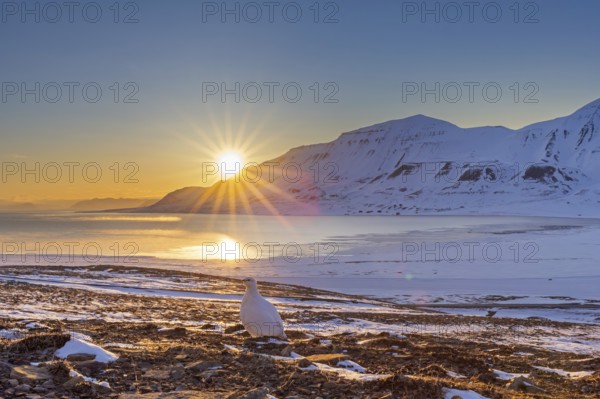 Midnight sun and rock ptarmigan (Lagopus muta) female, hen in white winter plumage foraging on snow covered tundra in spring, Svalbard, Spitsbergen