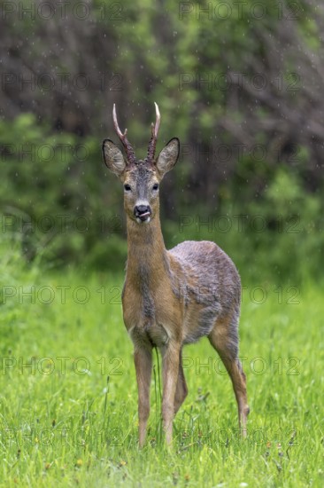 European roe deer (Capreolus capreolus) adult buck, male foraging in grassland, meadow at forest edge in the rain in spring