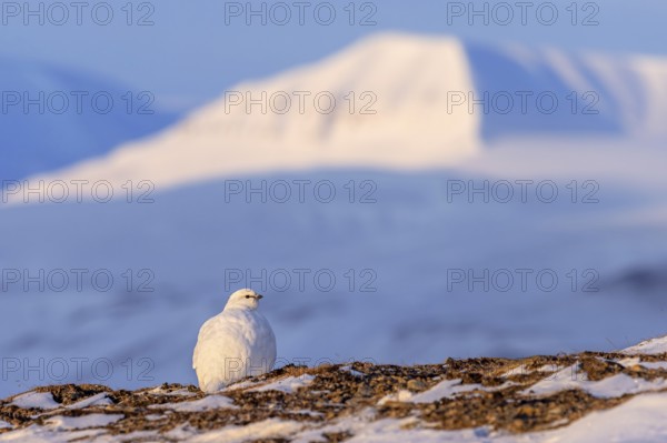 Rock ptarmigan (Lagopus muta) female, hen in white winter plumage foraging in snow covered mountain slope in spring, Svalbard, Spitsbergen
