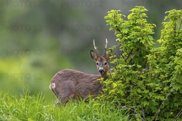 European roe deer (Capreolus capreolus) adult buck, male foraging in grassland, meadow at forest edge in spring