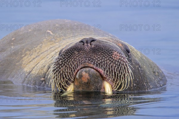 Walrus (Odobenus rosmarus) close-up of young male / bull showing whiskers while swimming in the Arctic Ocean along the coast of Svalbard / Spitsbergen