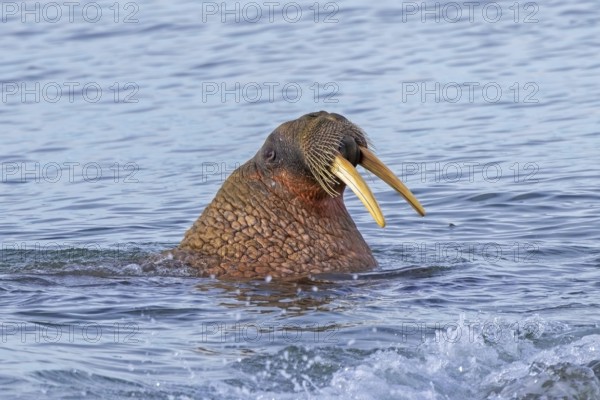 Atlantic walrus (Odobenus rosmarus) adult male / bull at sea showing tusks and whiskers in the Arctic Ocean along the Svalbard coast, Spitsbergen
