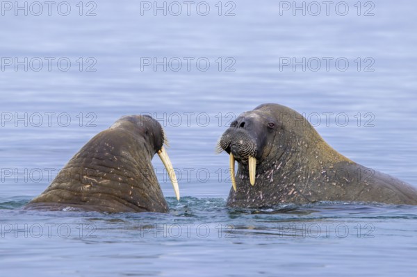 Two Atlantic walruses (Odobenus rosmarus) swimming in the Arctic Ocean along the Svalbard coast, Spitsbergen