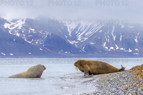 Two walruses (Odobenus rosmarus) adult males / bulls leaving water of the Arctic Ocean and hauling out on beach along the Svalbard coast, Spitsbergen