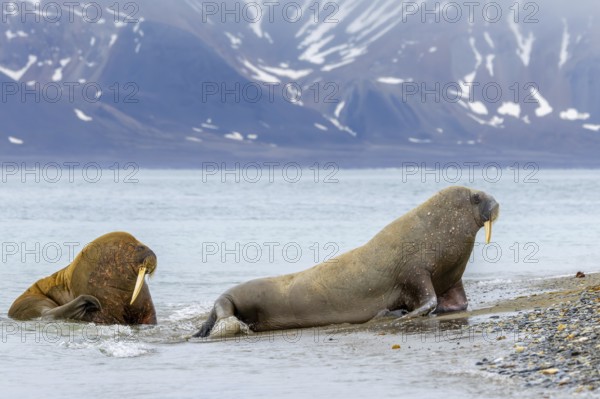 Two walruses (Odobenus rosmarus) leaving water of the Arctic Ocean and hauling out on beach along the Svalbard coast in summer, Spitsbergen
