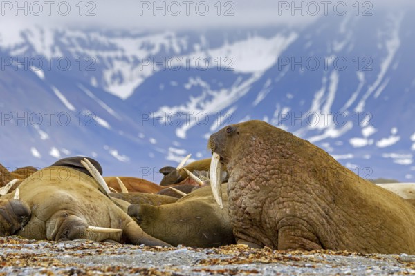 Atlantic walruses (Odobenus rosmarus) colony resting at terrestrial haulout, haul-out on beach along the coast of Svalbard, Spitsbergen in summer