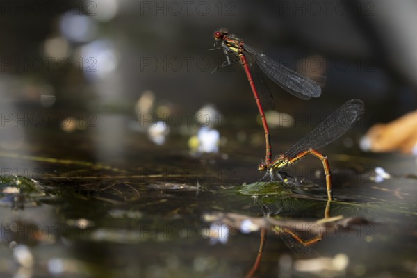 Large red damselfly (Pyrrhosoma nymphula) two adult insects mating on the water surface of a garden pond in the summer, England, United Kingdom