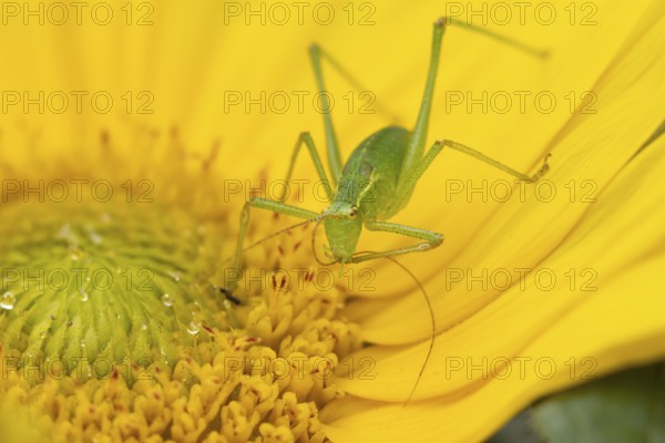 Speckled bush cricket (Leptophyes punctatissima) adult insect on a garden Sunflower flower in the summer, England, United Kingdom