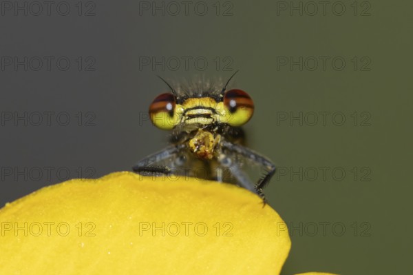 Large red damselfly (Pyrrhosoma nymphula) adult insect feeding on a fly on a garden yellow Kingcup pond plant flower in the summer, England, United Kingdom
