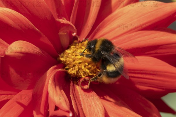 Buff tailed bumble bee (Bombus terrestris) adult insect feeding on garden Dahlia flower in the summer, England, United Kingdom