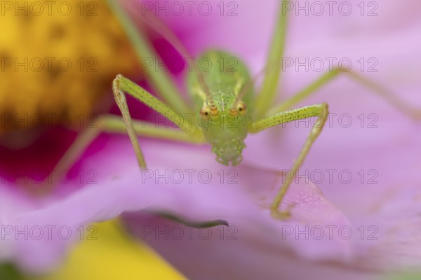 Speckled bush cricket (Leptophyes punctatissima) adult insect on a garden Cosmos flower in the summer, England, United Kingdom